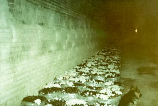 Mushrooms within tunnels in polythene bags. (Source: Supplied)